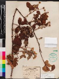 Rubus argutus image