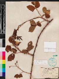 Rubus argutus image