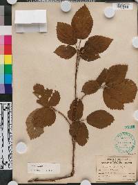 Rubus argutus image