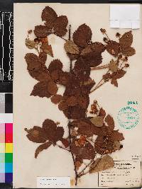 Rubus argutus image