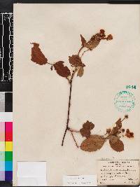 Rubus argutus image