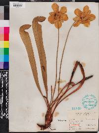 Sarracenia minor image