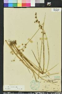 Juncus scirpoides image