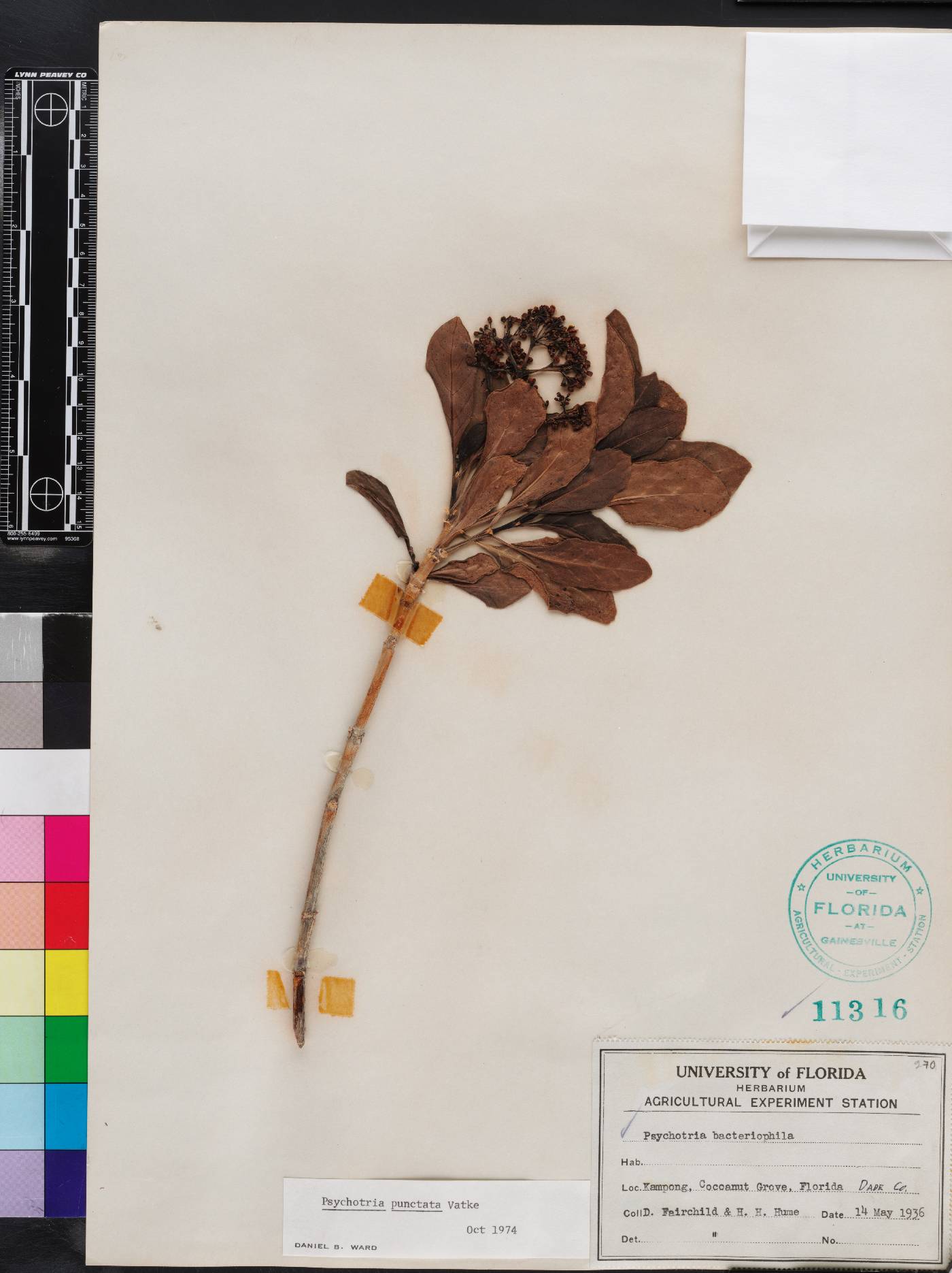 Psychotria punctata image