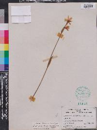 Pogonia ophioglossoides image