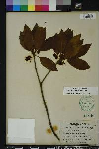 Illicium floridanum image