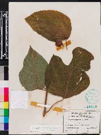 Broussonetia papyrifera image