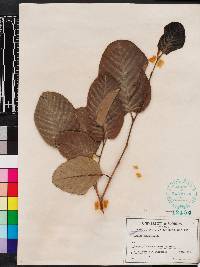 Annona senegalensis image