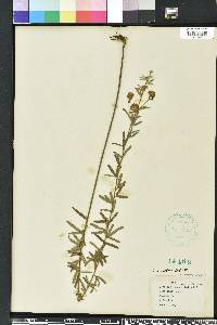 Lespedeza angustifolia image