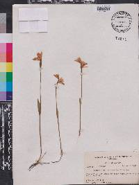 Pogonia ophioglossoides image