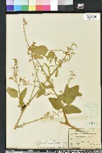 Desmodium canescens image