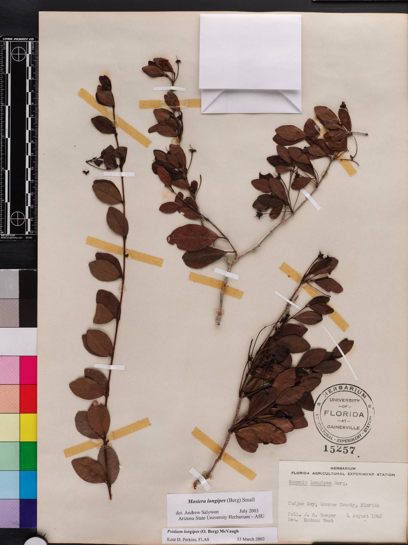 Mosiera longipes image