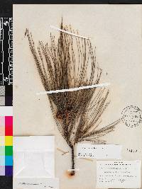 Casuarina equisetifolia image