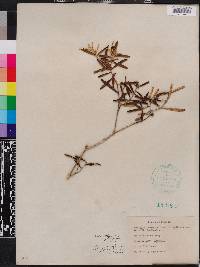 Croton linearis image