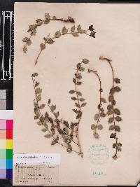 Crossopetalum ilicifolium image