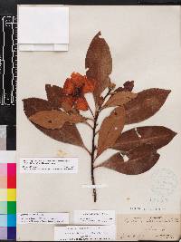 Gordonia lasianthus image