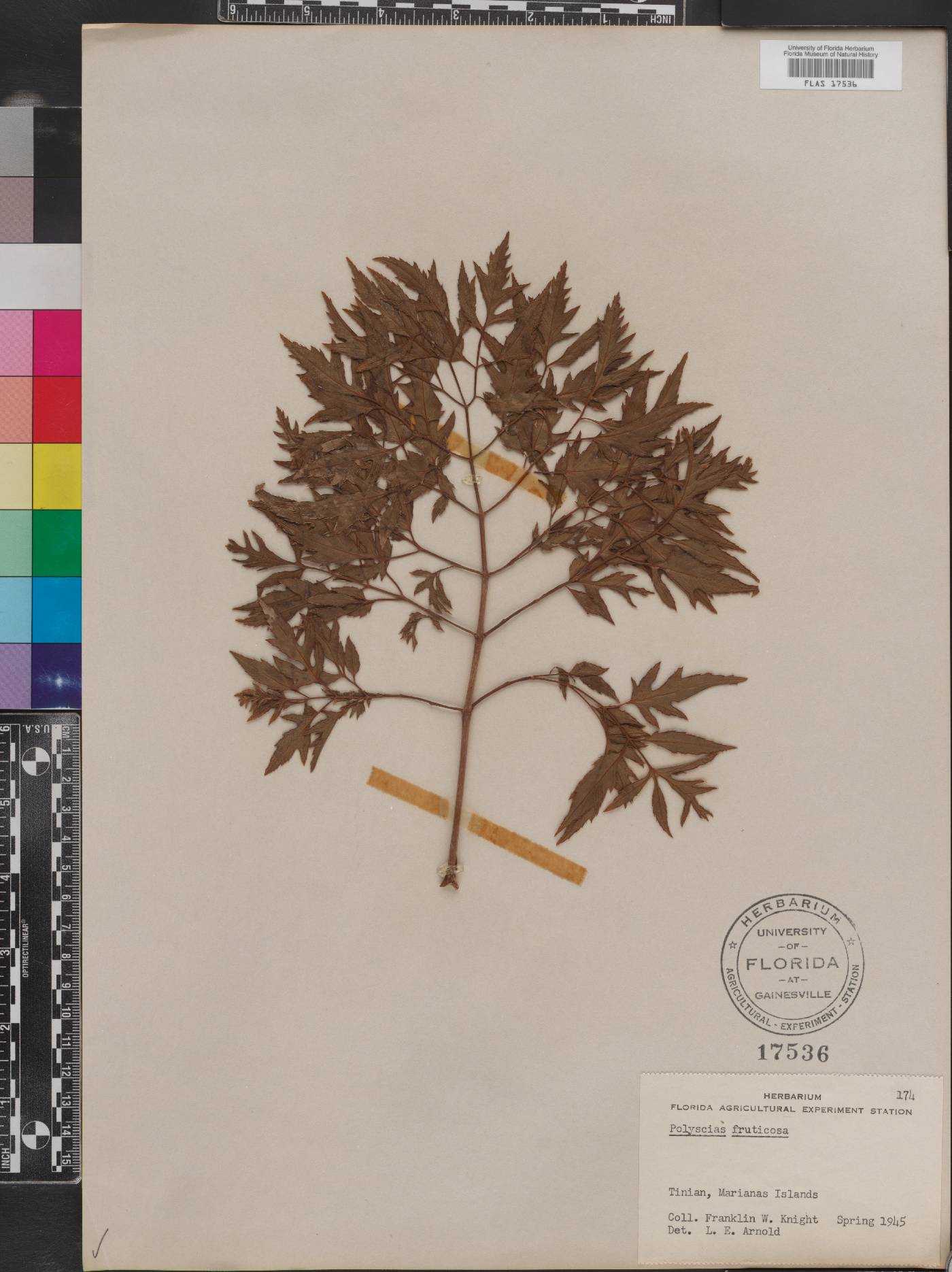 Polyscias fruticosa image