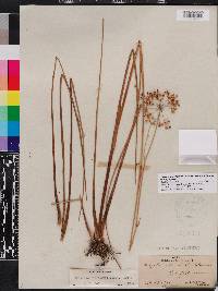 Tiedemannia filiformis subsp. filiformis image