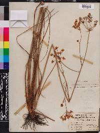 Tiedemannia filiformis subsp. filiformis image