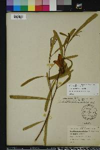 Asimina angustifolia image