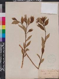 Amsonia tabernaemontana image