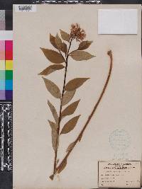 Amsonia tabernaemontana image