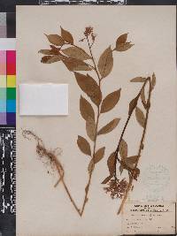 Amsonia tabernaemontana image