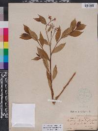 Amsonia tabernaemontana image