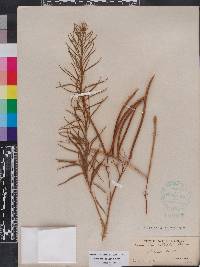 Amsonia ciliata image