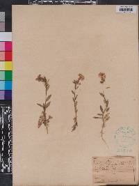 Phlox drummondii image