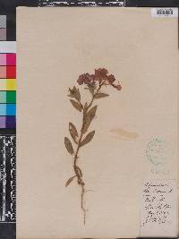 Phlox drummondii image