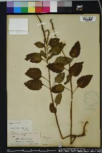 Heliotropium indicum image