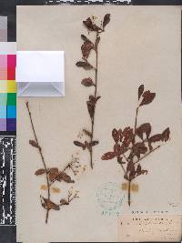 Viburnum obovatum image