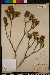 Borrichia arborescens image