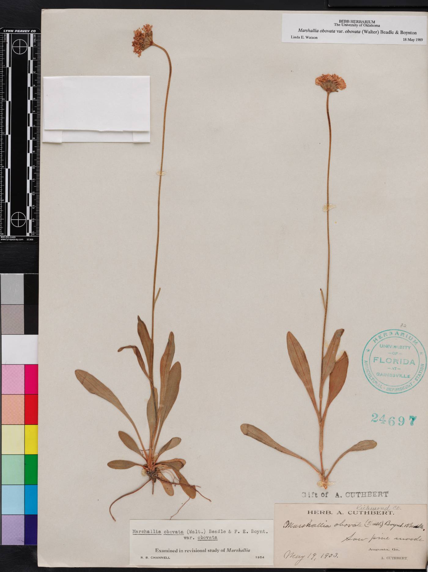 Marshallia obovata image