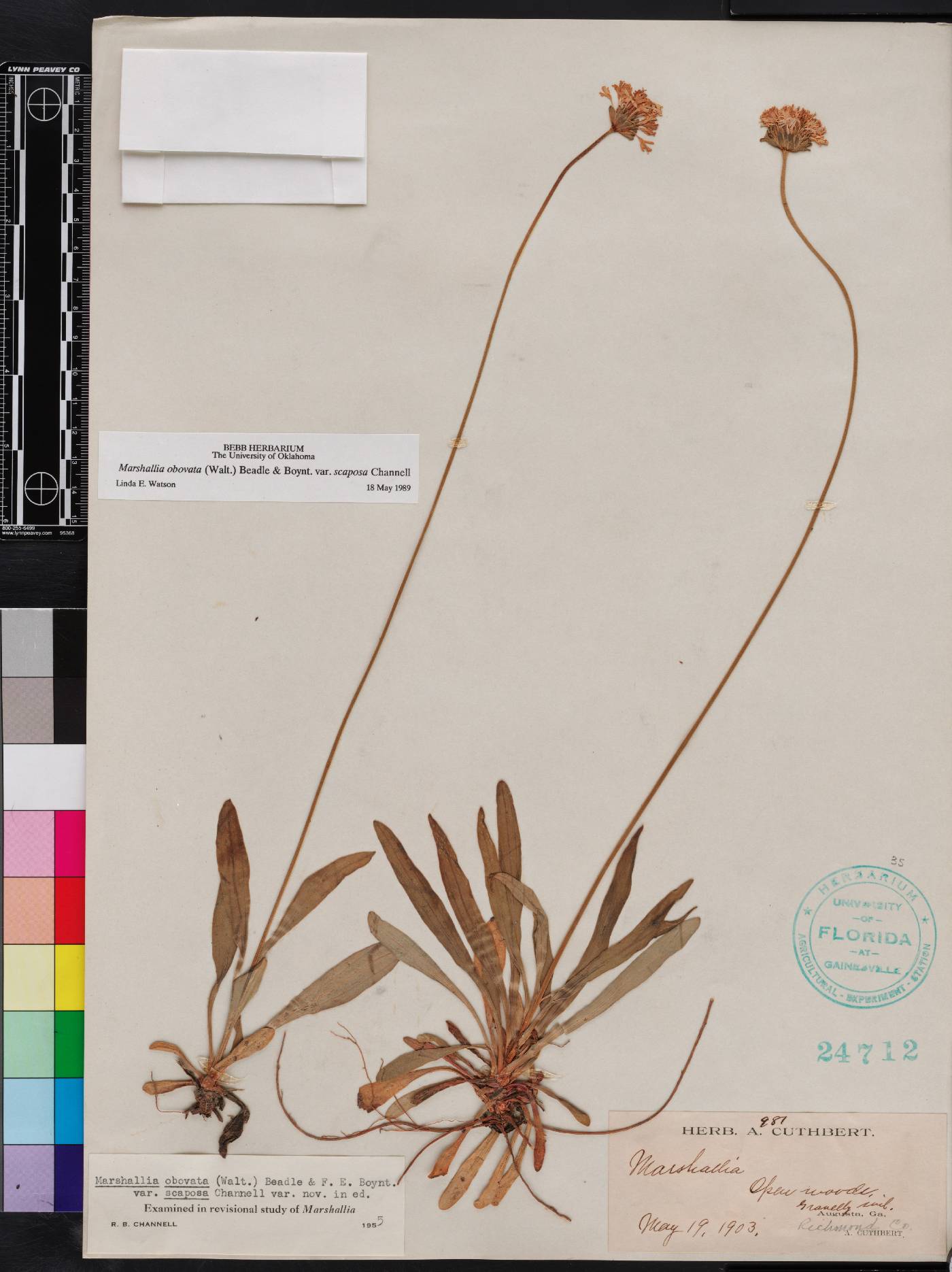Marshallia obovata image