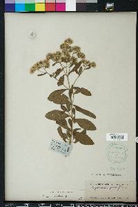 Eupatorium semiserratum image