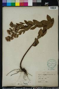 Pluchea baccharis image