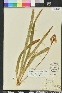 Amianthium muscitoxicum image