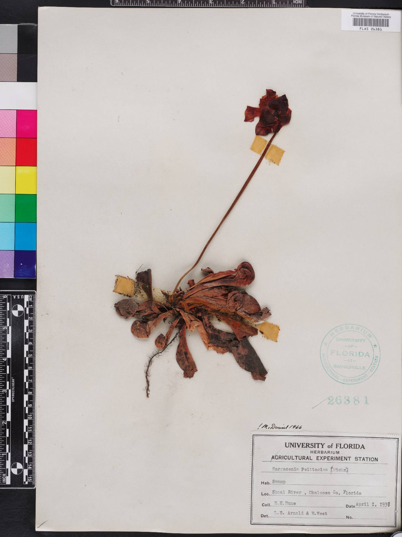 Sarracenia psittacina image