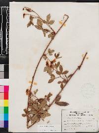 Rubus trivialis image