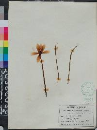 Zephyranthes tubispatha image