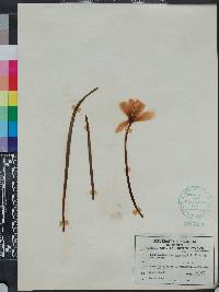 Zephyranthes tubispatha image