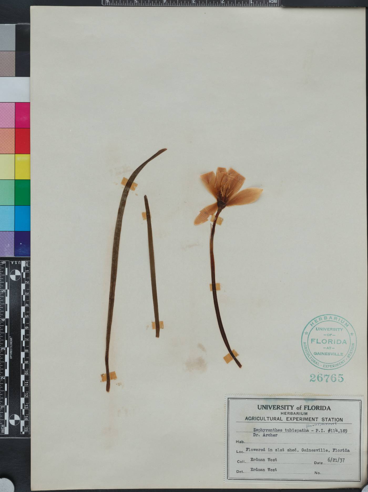 Zephyranthes tubispatha image