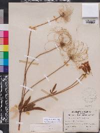 Clematis baldwinii image