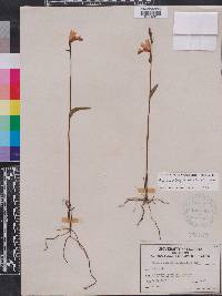 Pogonia ophioglossoides image