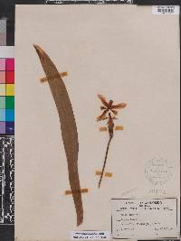 Trimezia steyermarkii image