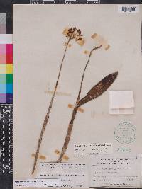 Epidendrum anceps image