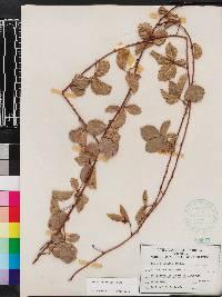 Rubus trivialis image