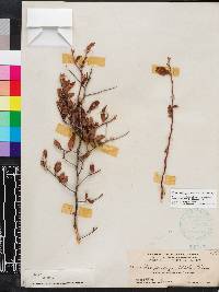 Ilex ambigua image